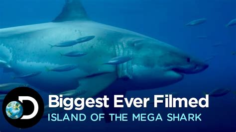 megashark|largest great white video.